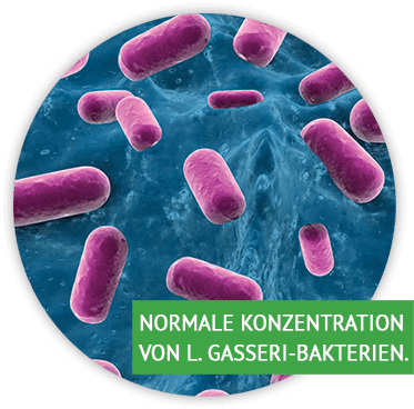 Normale Konzentration von L. Gasseri-Bakterien.